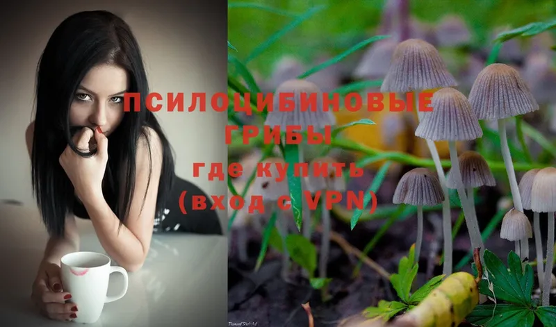 Галлюциногенные грибы Psilocybe  Бугуруслан 